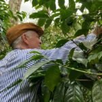 A man picking coffee cherries during a coffee tour at Riolindo Coffee Farm.